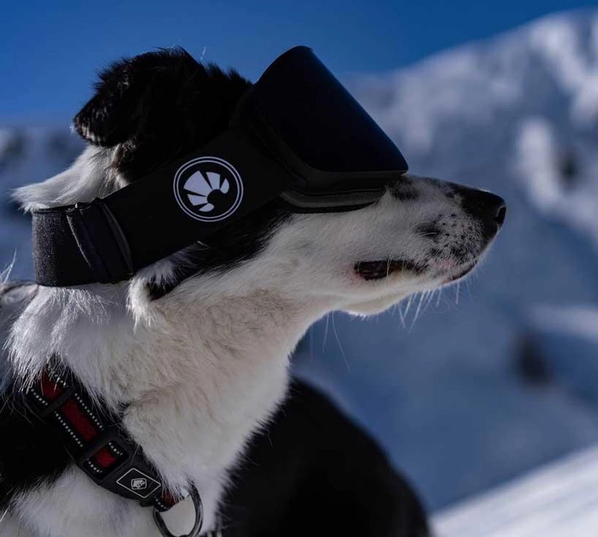 Bakedsnow Skibril - Abyss Black 6 Bakedsnow Skibril - Abyss Black - Afbeelding 6